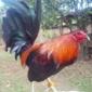 manoy brad eng's picture